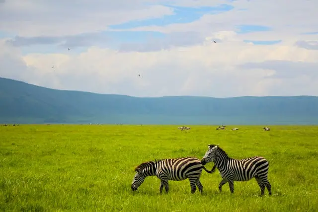 tanzania-safari-4-dayss (1)