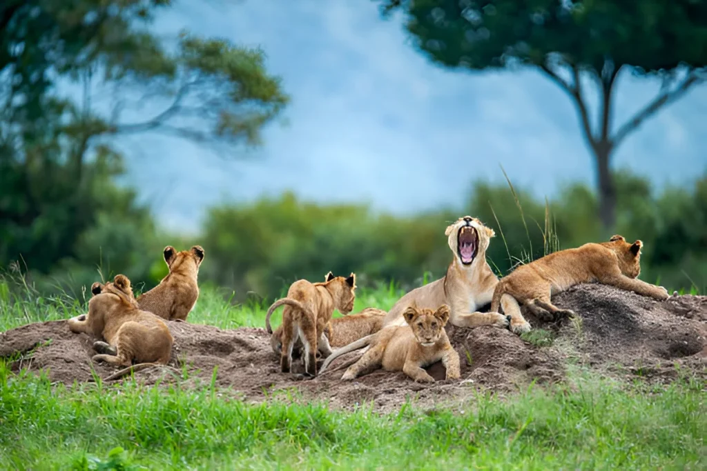 tanzania safari 5 days