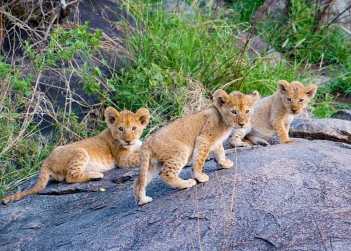 Best_Time_to_See_Wildlife_in_Tanzania_1773141465