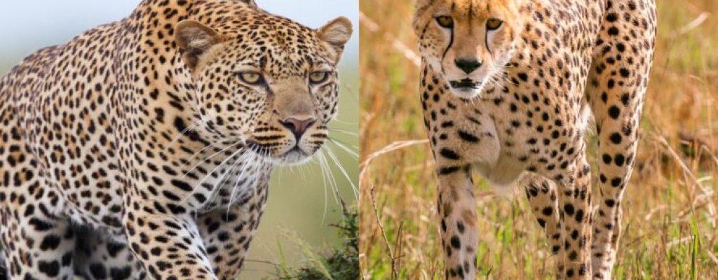 Leopard-vs-cheetah-750x450