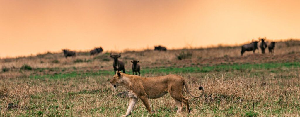 NORTHERN-CIRCUIT-1024x431